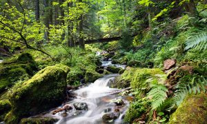 schwarzwaldNature